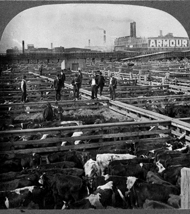 Men stand on top of the fences surrounding  pens full of cattle